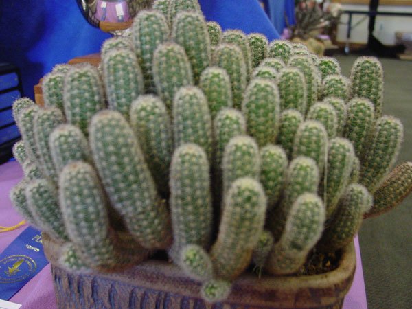 Pygmaeocereus_bylesianus_3